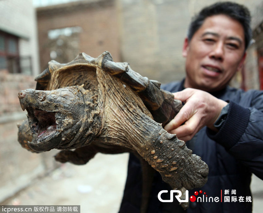 神秘生物现身市民家，巨大怪虫尾部长钳子揭秘面纱