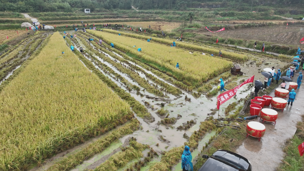 浙江青田千年农遗，稻香鱼肥，丰景焕发新活力