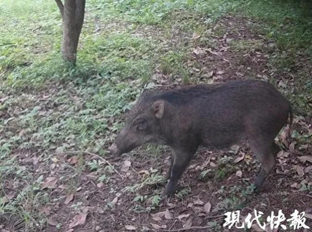 南京野猪数量调控成效显著，累计调控野猪达356头，城市生态保护行动获肯定