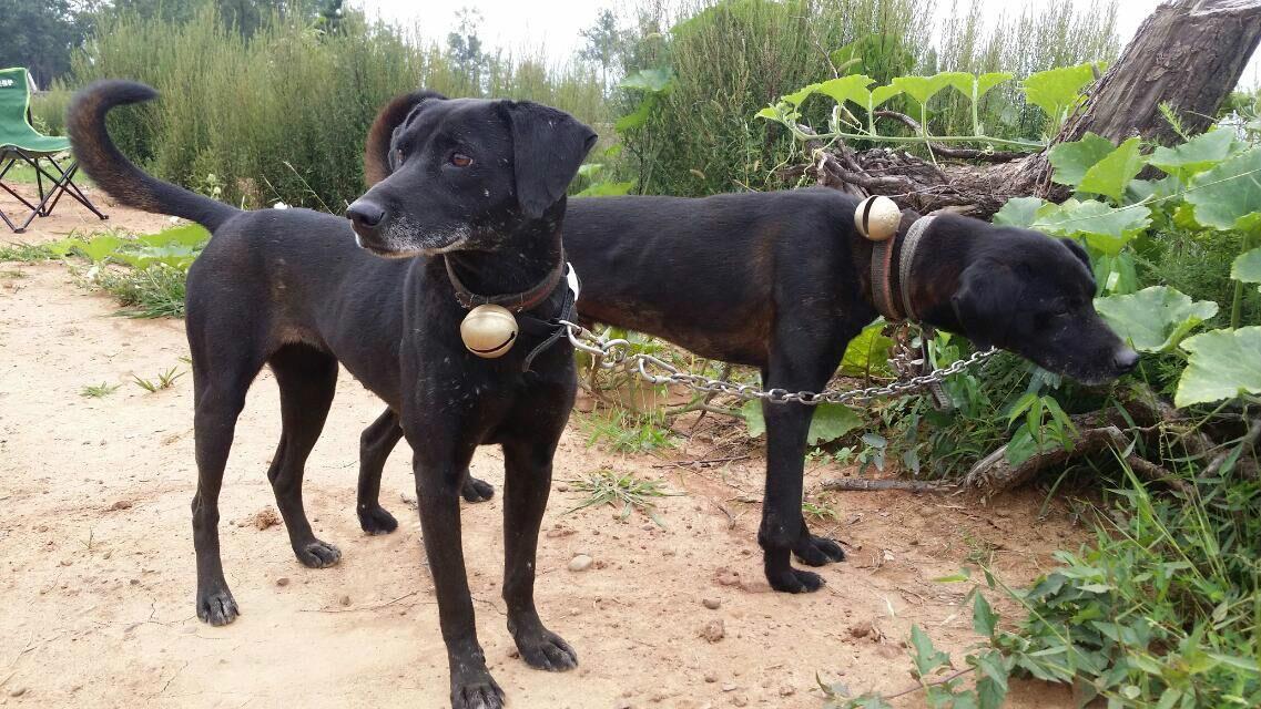 本地土狗土松犬，逆袭之路，从无人问津到身价上万