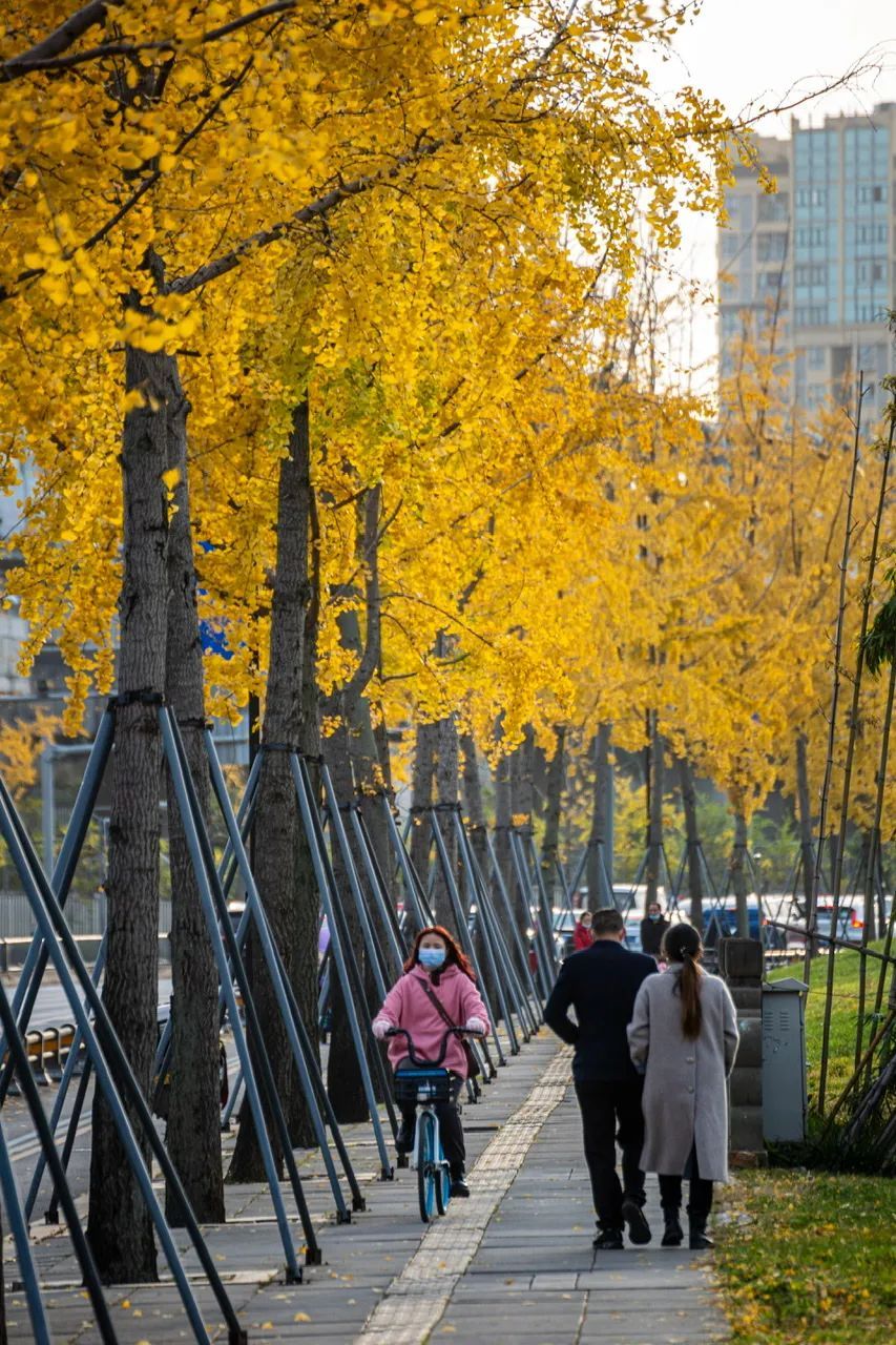 成都的銀杏黃了,！公園城市2024年銀杏觀葉指數(shù)...