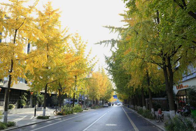 成都銀杏黃葉盛景展望，公園城市銀杏觀葉指數(shù)2024年展望