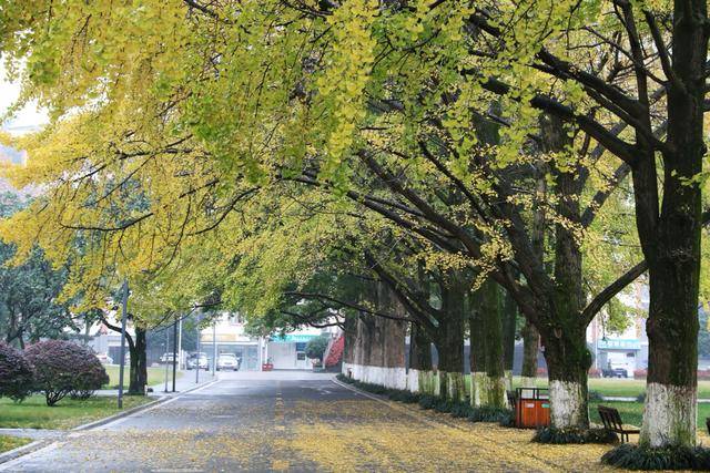 成都銀杏黃葉盛景展望，公園城市銀杏觀葉指數(shù)2024年展望