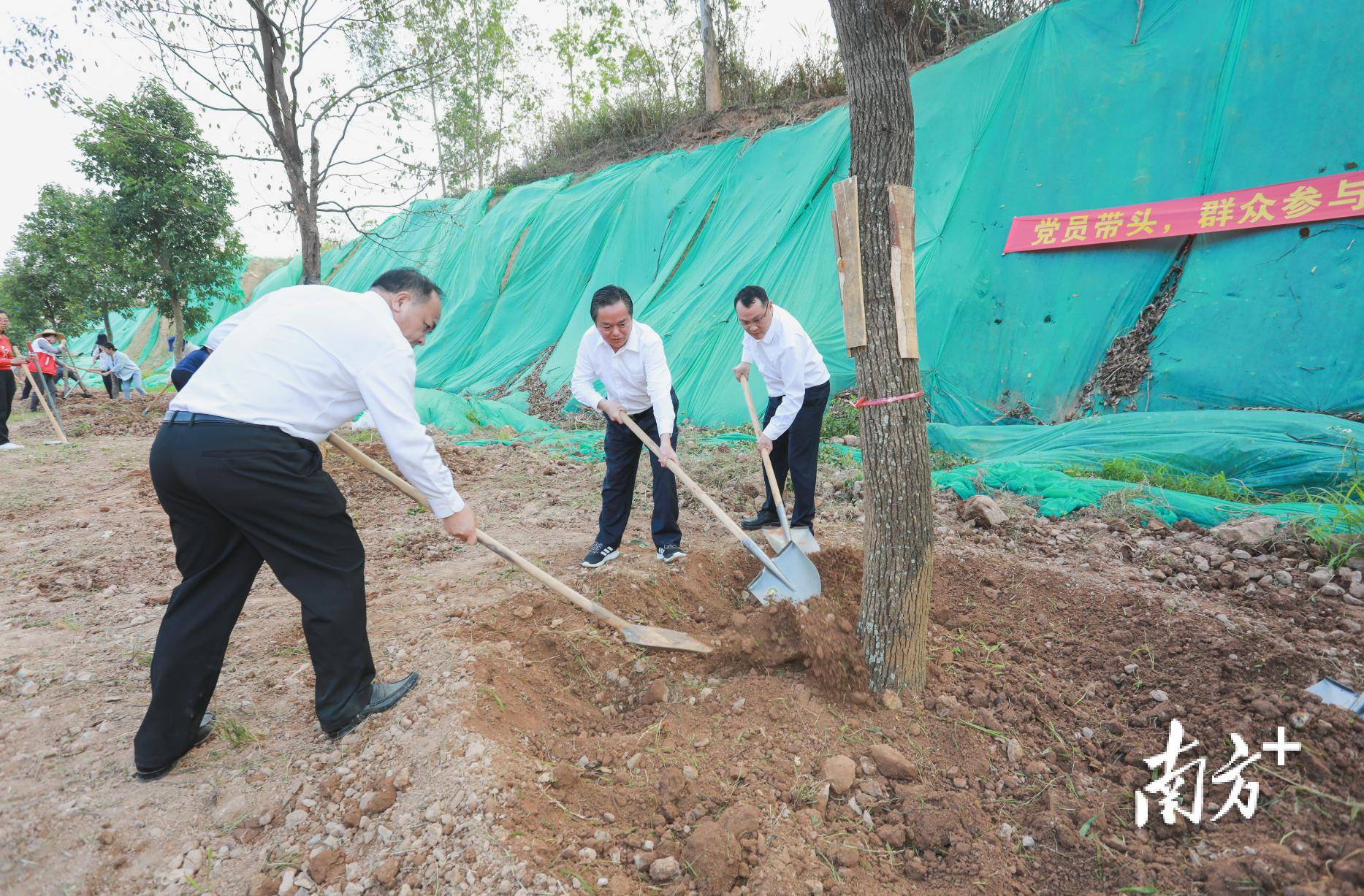 河源市县镇村联动共植绿意，十五万株乡土阔叶树共绘绿色新篇章