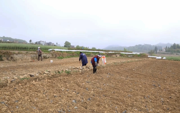 西秀区新场乡试点旱稻种植，探索产粮新路