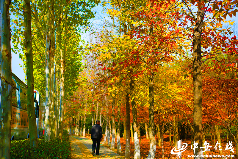 合肥秋天的魅力，探寻最美的秋景