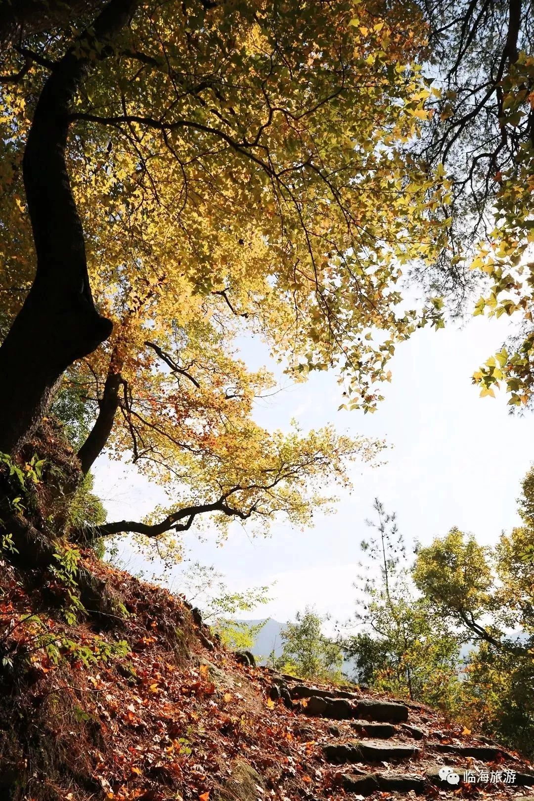 秦岭枫景，如画之韵