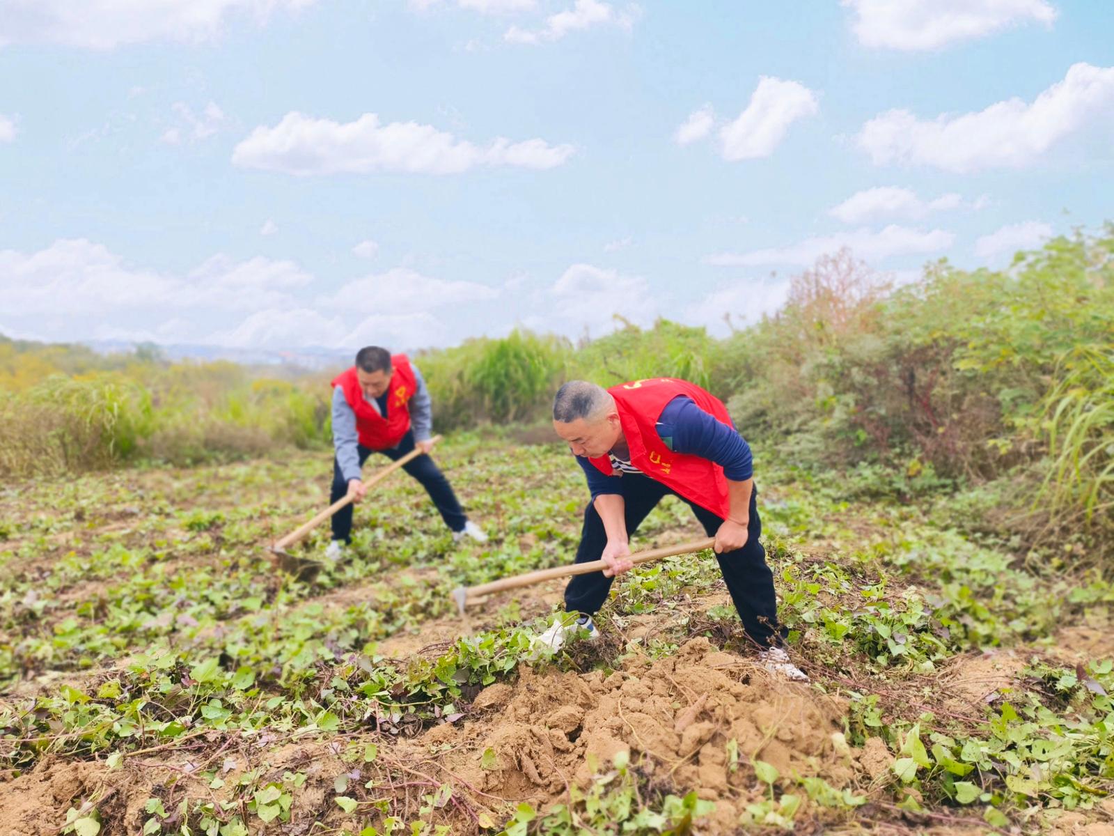 产业丰收添薯光，铺就甜蜜小康之路