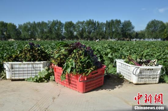 宁夏彭阳错峰冷凉蔬菜抢鲜上市，热势逼人