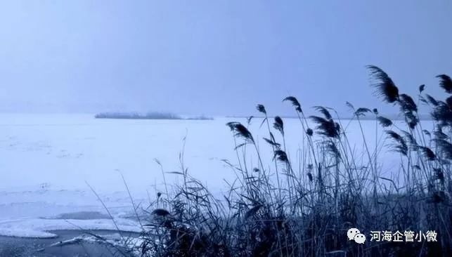 自然诗篇，蒹葭飞舞，芦荻扬雪，生命之歌奏响