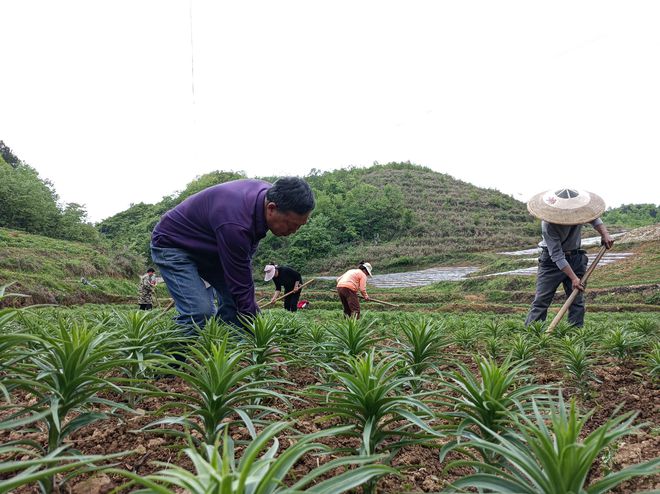 岑巩县百合丰收，地生金闪耀丰收季