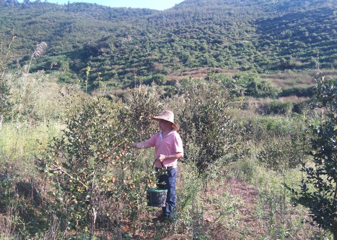 梅县区鹅峰村油茶采摘上市，土特产培育助力富农兴村