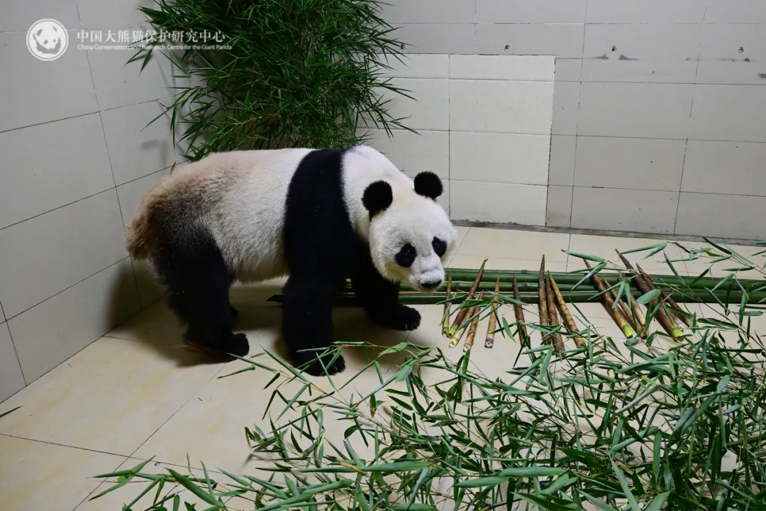 大熊猫网网与福妮告别澳大利亚，十五载深情告别当地民众