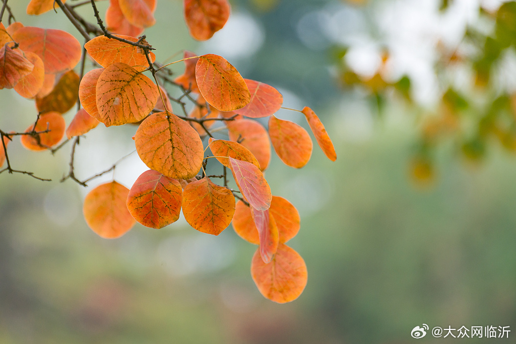 臨沂,，黃櫨樹葉的絢麗盛宴