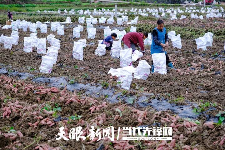 思南县红薯丰收，12万亩产量展望产业未来与喜悦的收获季