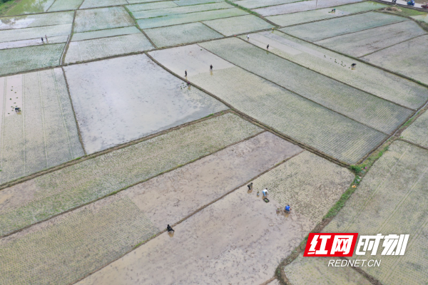 湖南安乡稻稻菜轮作模式，冬闲田变增收田的新篇章探索