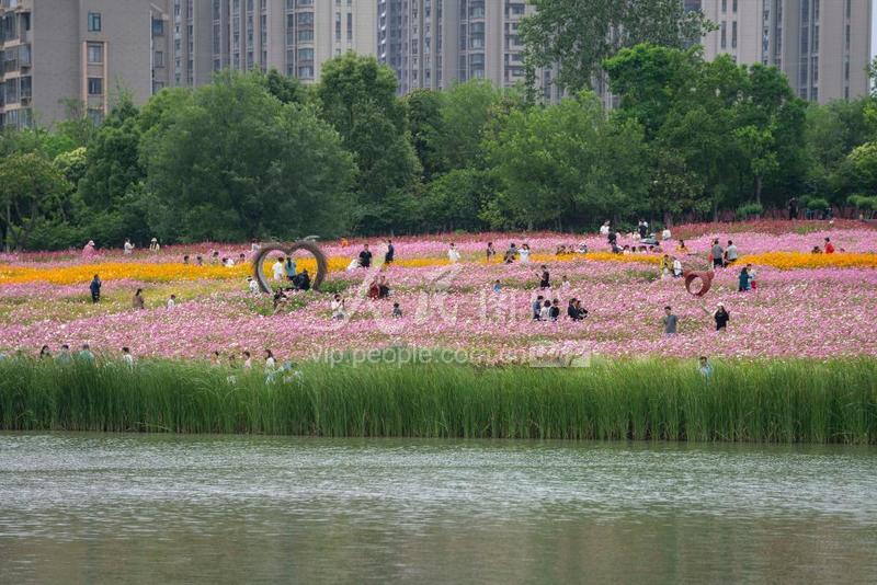 秋日绚烂风景，合肥滨湖塘西河公园波斯菊盛开盛景