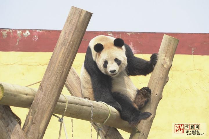 杭州小熊猫幼崽的成长之旅，五个月的生活点滴与城市温暖怀抱的期待