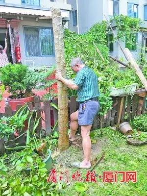 沈阳秋冬季行道树补植计划，补植超过300万株树苗，积极绿化城市环境