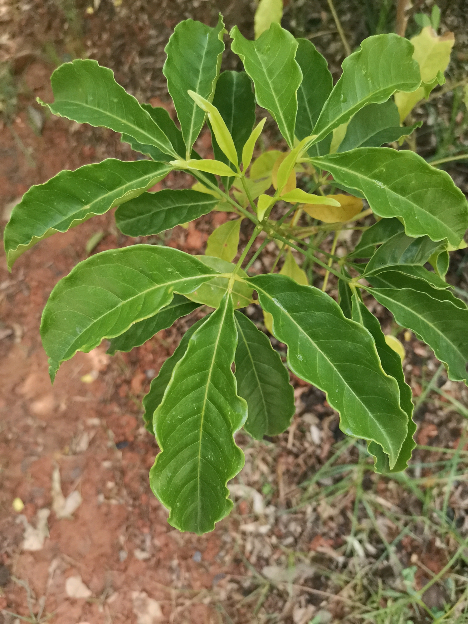 石见穿的使用方法和用量指南