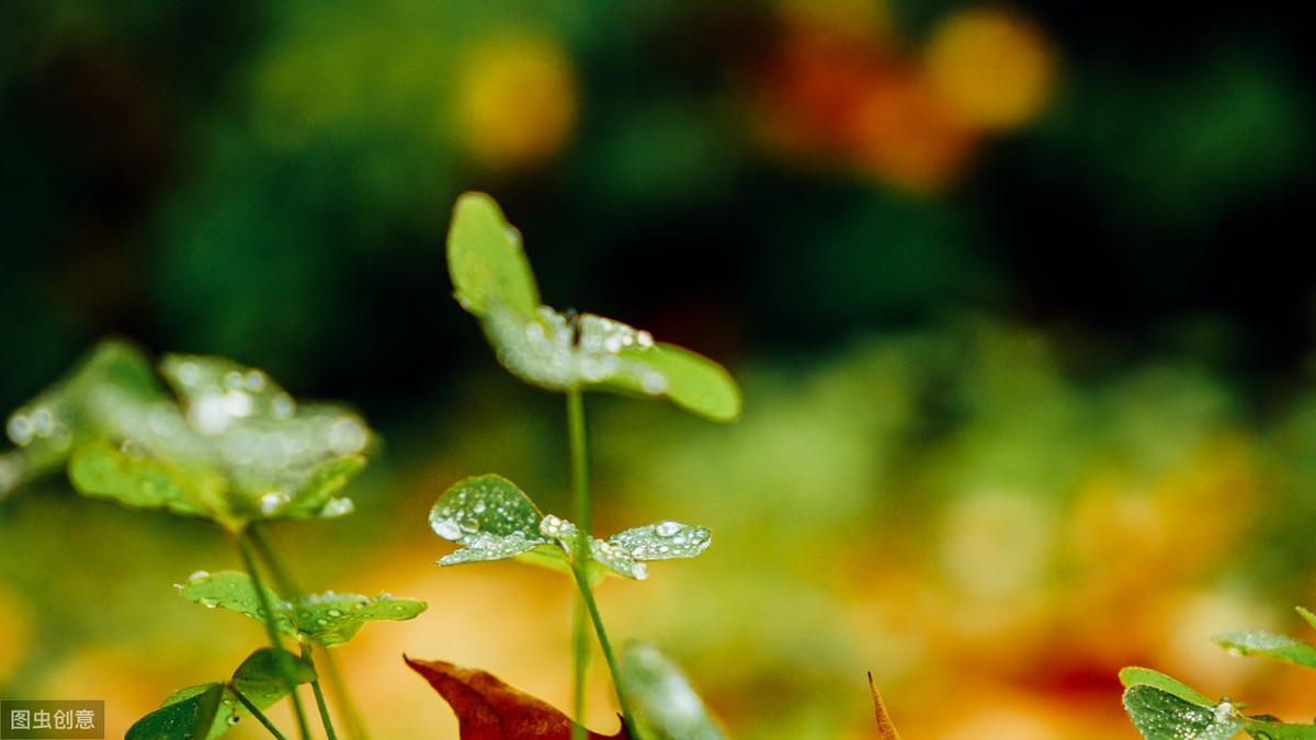 石破天惊逗秋雨，诗意表达与深意探寻