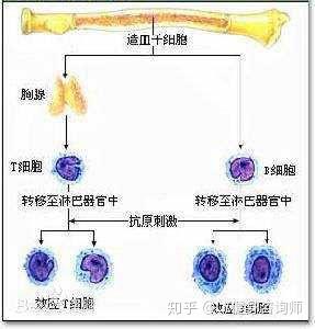 疫情后提升免疫力的关键策略