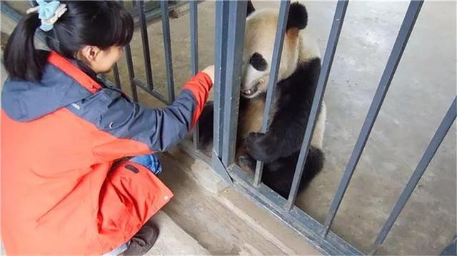 女饲养员徒手制服熊，一次惊心动魄的动物管理经历