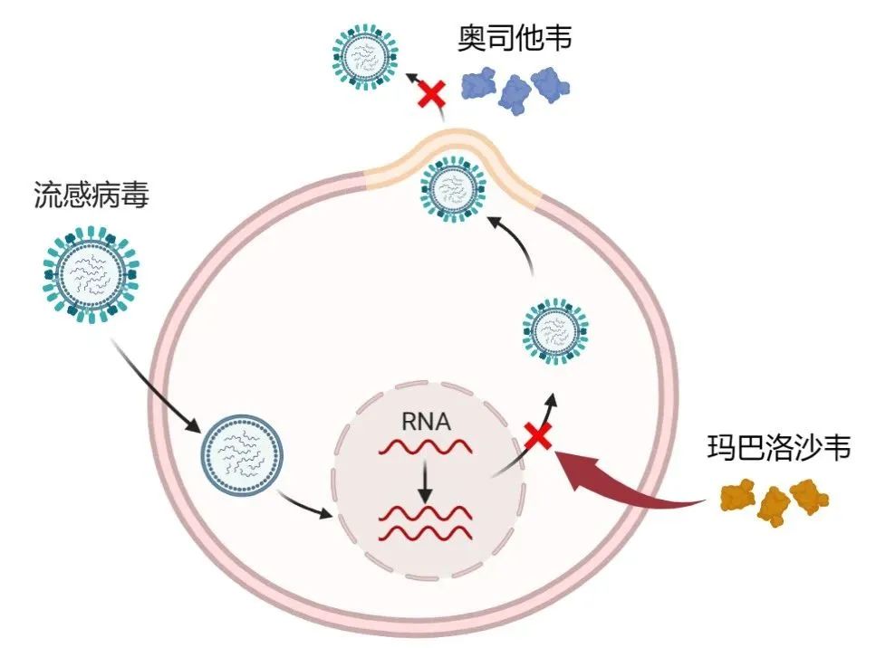 瑪巴洛沙韋需求激增超200%,，市場趨勢分析及挑戰(zhàn)探討