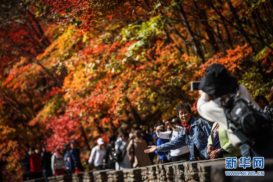 國(guó)內(nèi)多地賞楓季啟幕,，旅游熱潮重燃