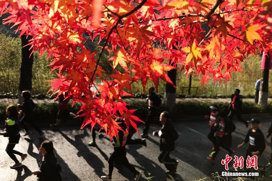 國(guó)內(nèi)多地賞楓季啟幕，旅游熱潮重燃