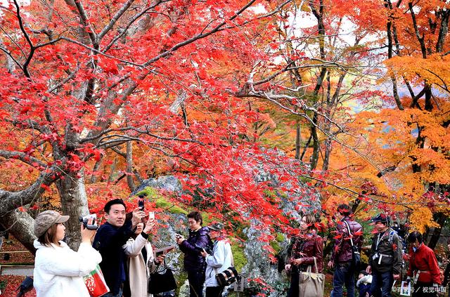 國(guó)內(nèi)多地賞楓季啟幕,，旅游熱潮重燃