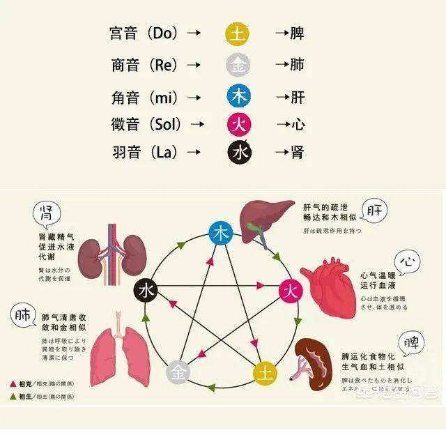 中醫(yī)方法增強(qiáng)腎臟健康與活力秘籍