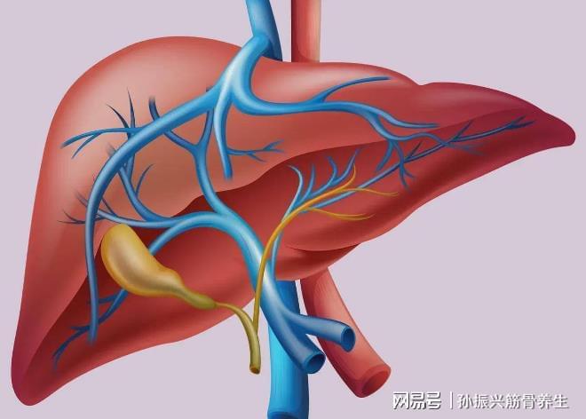 中醫(yī)肝臟調(diào)理與壓力緩解之道