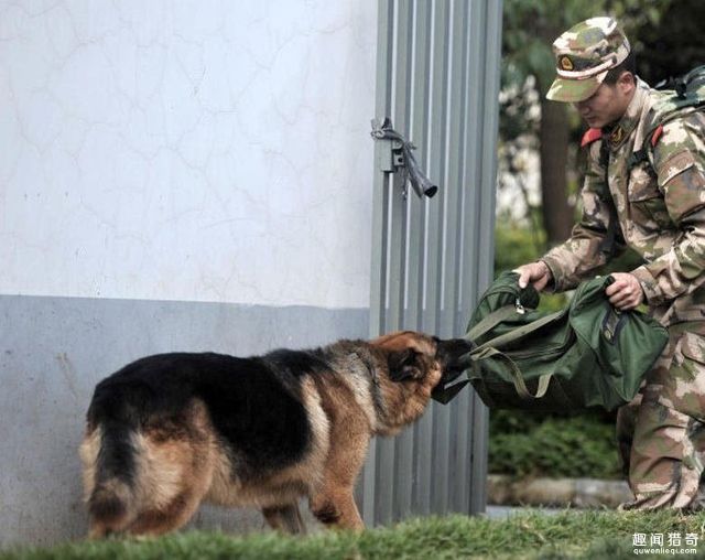 云南警犬遭連續(xù)通報批評,，工作中的不足與改進措施探討