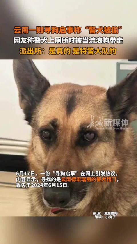 云南警犬遭連續(xù)通報批評，工作中的不足與改進措施探討