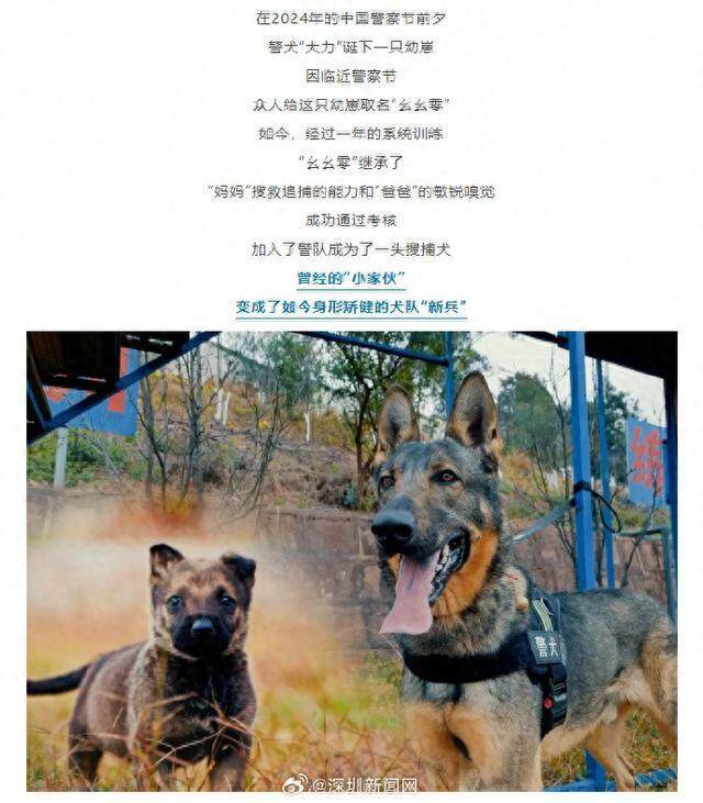 云南警犬遭遇連續(xù)通報批評，背后的故事與挑戰(zhàn)引人深思