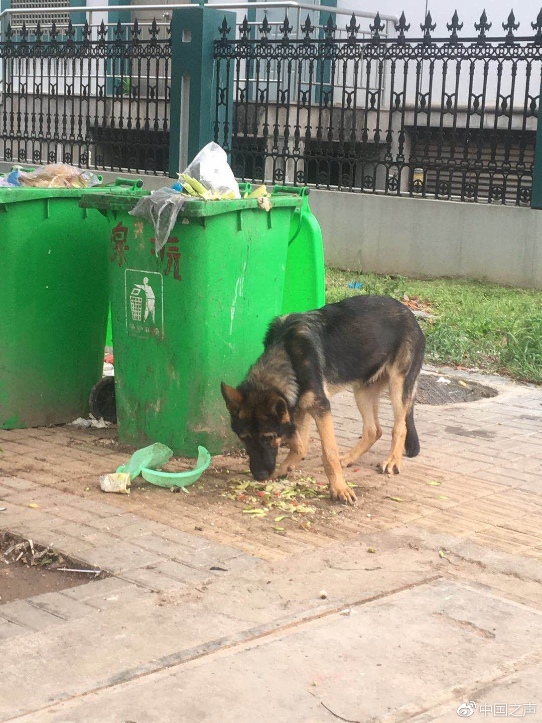 云南警犬遭遇連續(xù)通報批評,，背后的故事與挑戰(zhàn)引人深思