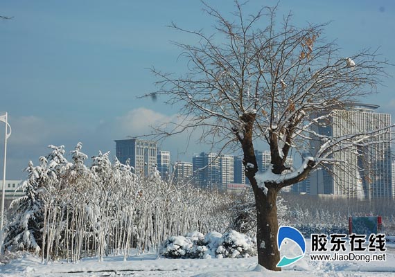 煙臺(tái)冬日鵝毛大雪，驚喜與挑戰(zhàn)并存